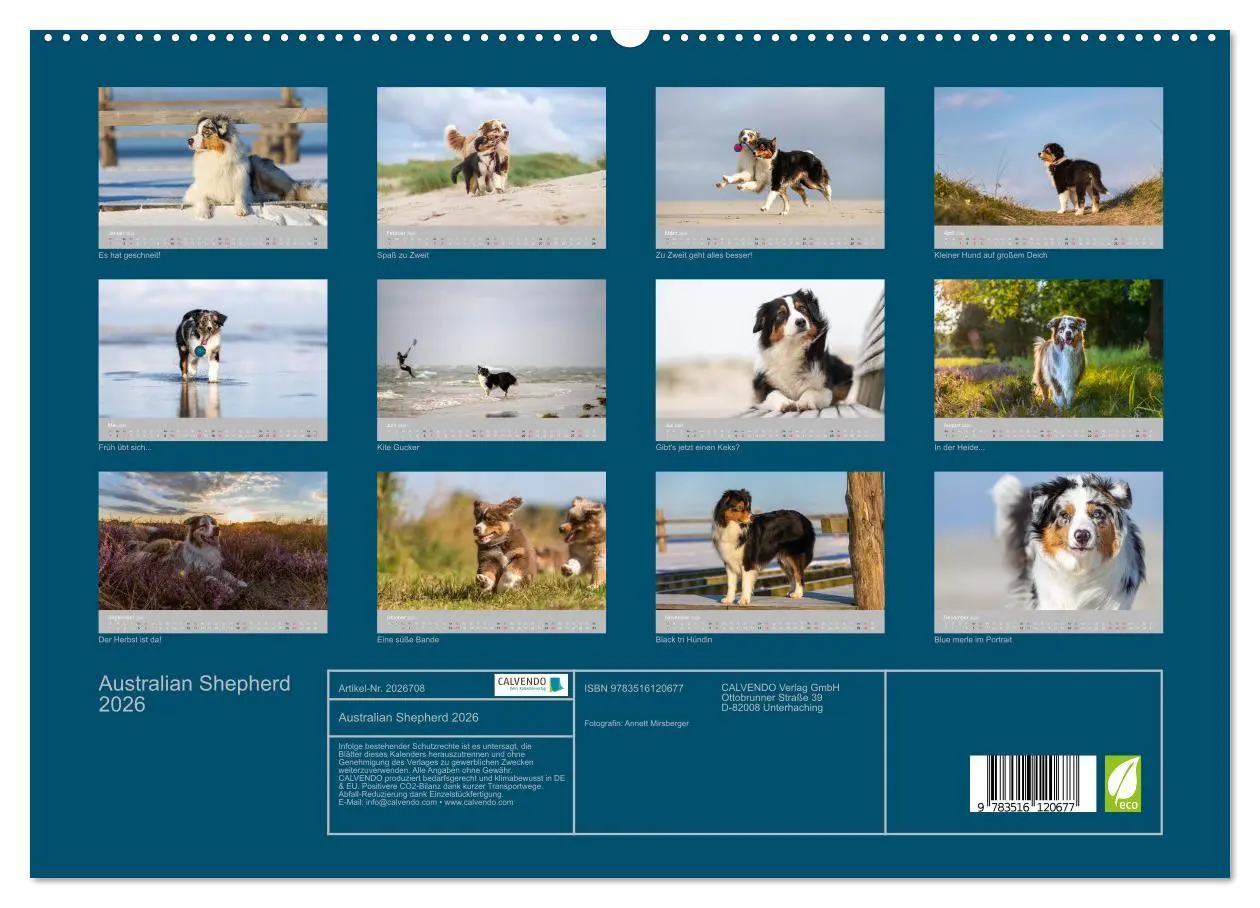 Bild: 9783516120677 | Australian Shepherd 2026 (Wandkalender 2026 DIN A2 quer), CALVENDO...