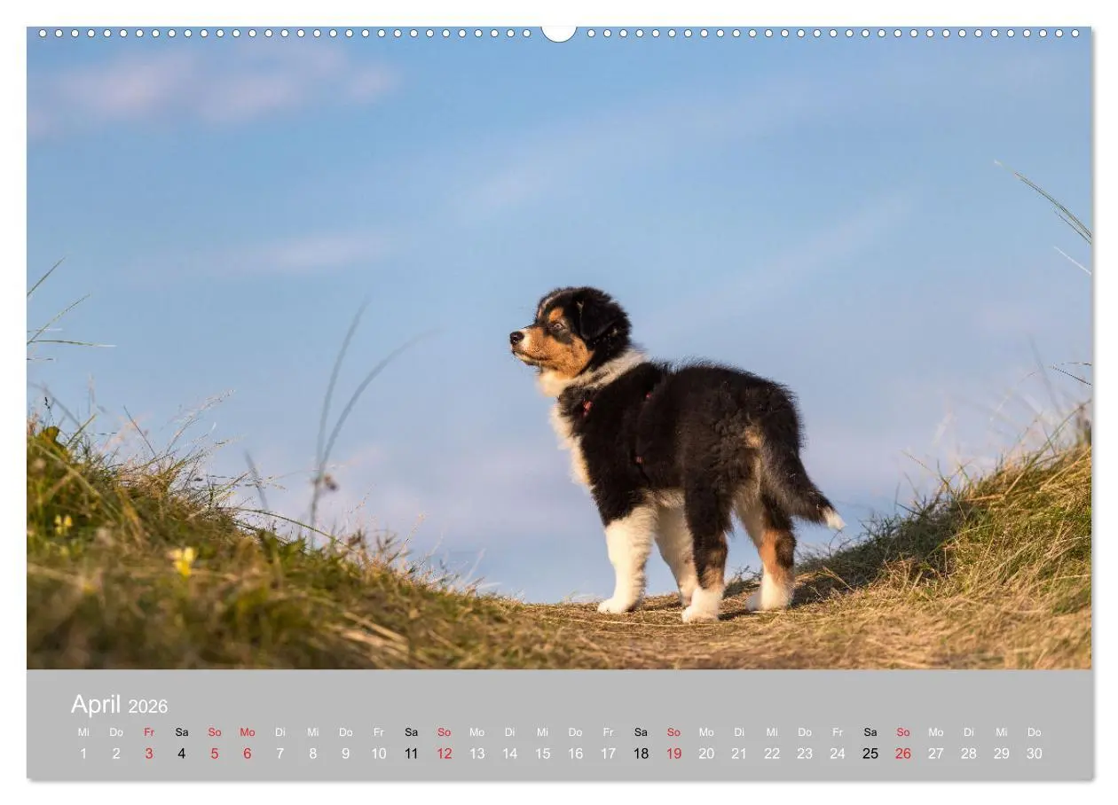 Bild: 9783516120677 | Australian Shepherd 2026 (Wandkalender 2026 DIN A2 quer), CALVENDO...