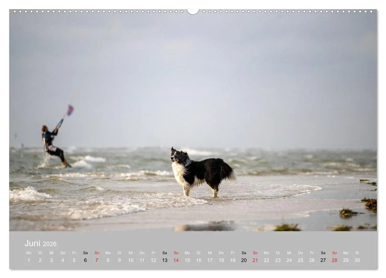 Bild: 9783516120677 | Australian Shepherd 2026 (Wandkalender 2026 DIN A2 quer), CALVENDO...