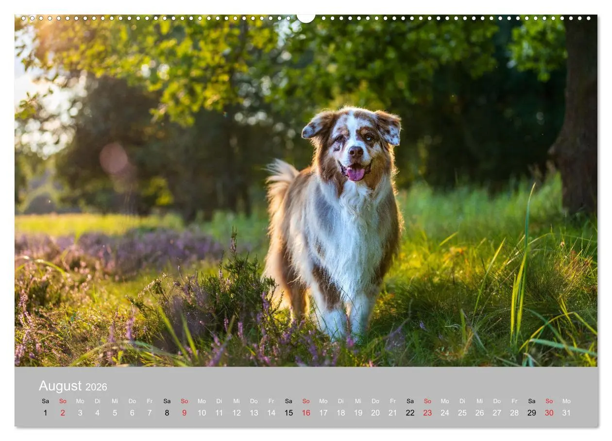 Bild: 9783516120677 | Australian Shepherd 2026 (Wandkalender 2026 DIN A2 quer), CALVENDO...