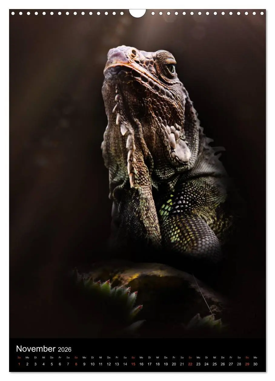Bild: 9783516430677 | Auge in Auge mit coolen Typen - REPTILIEN (Wandkalender 2026 DIN A3...
