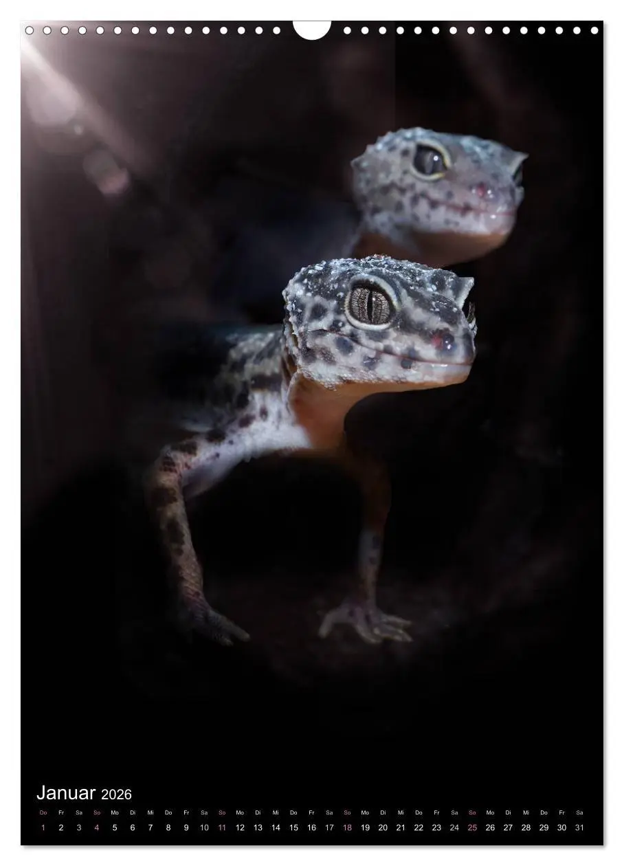 Bild: 9783516430677 | Auge in Auge mit coolen Typen - REPTILIEN (Wandkalender 2026 DIN A3...