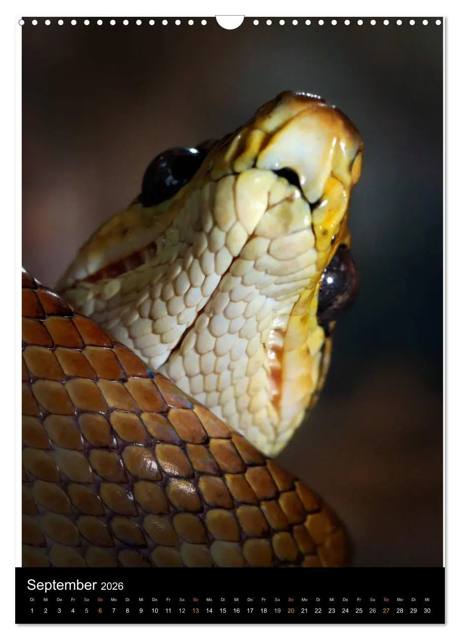 Bild: 9783516430677 | Auge in Auge mit coolen Typen - REPTILIEN (Wandkalender 2026 DIN A3...