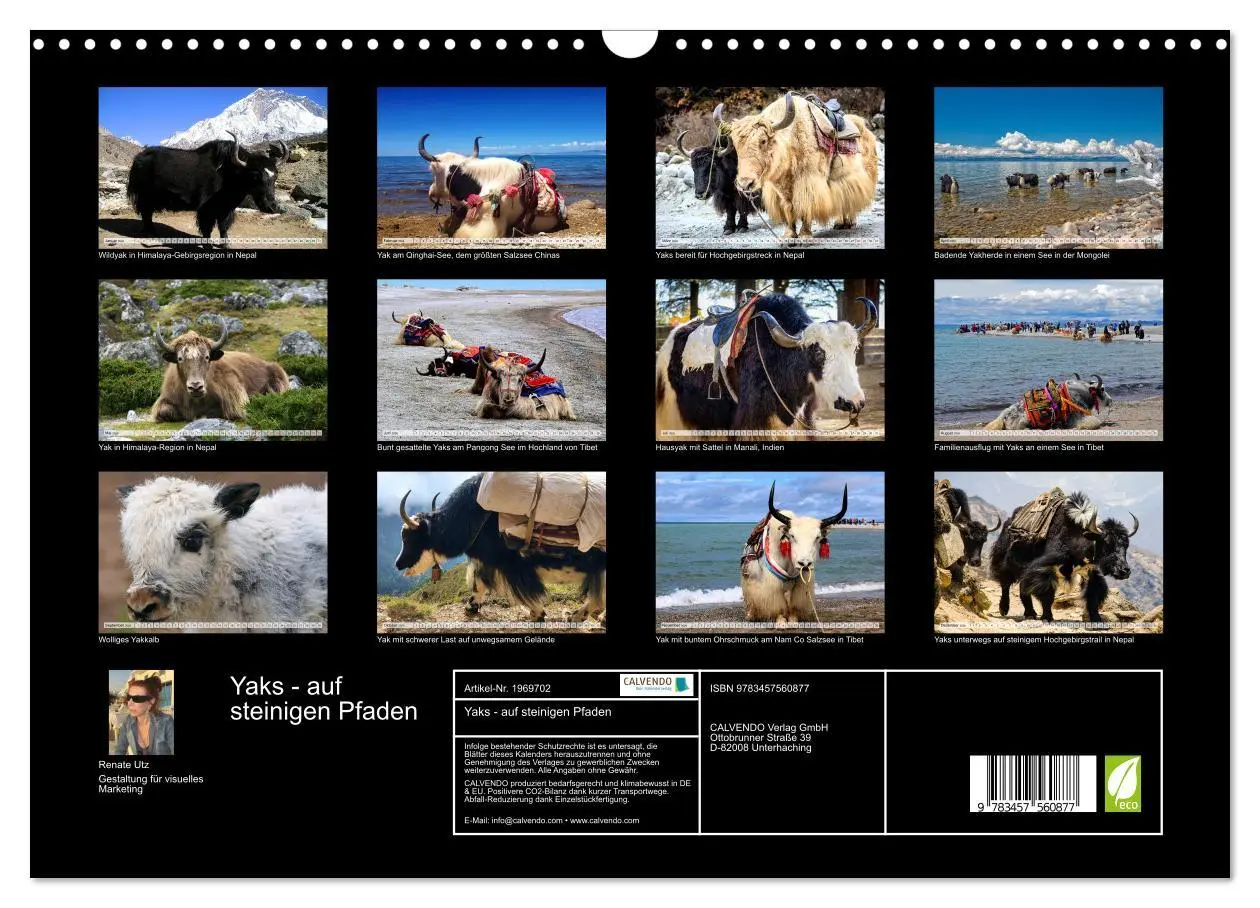 Bild: 9783457560877 | Yaks - auf steinigen Pfaden (Wandkalender 2026 DIN A3 quer),...