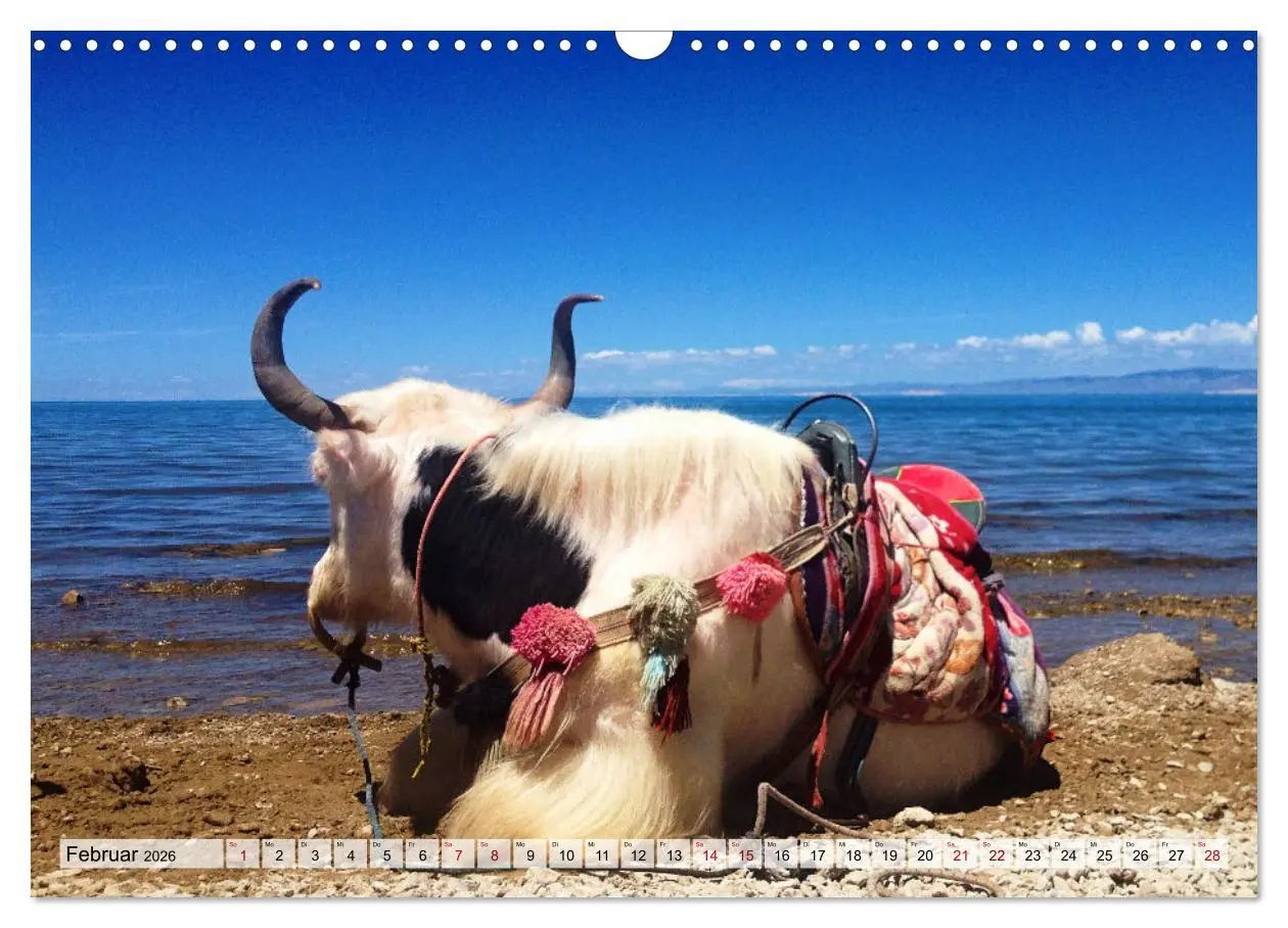 Bild: 9783457560877 | Yaks - auf steinigen Pfaden (Wandkalender 2026 DIN A3 quer),...