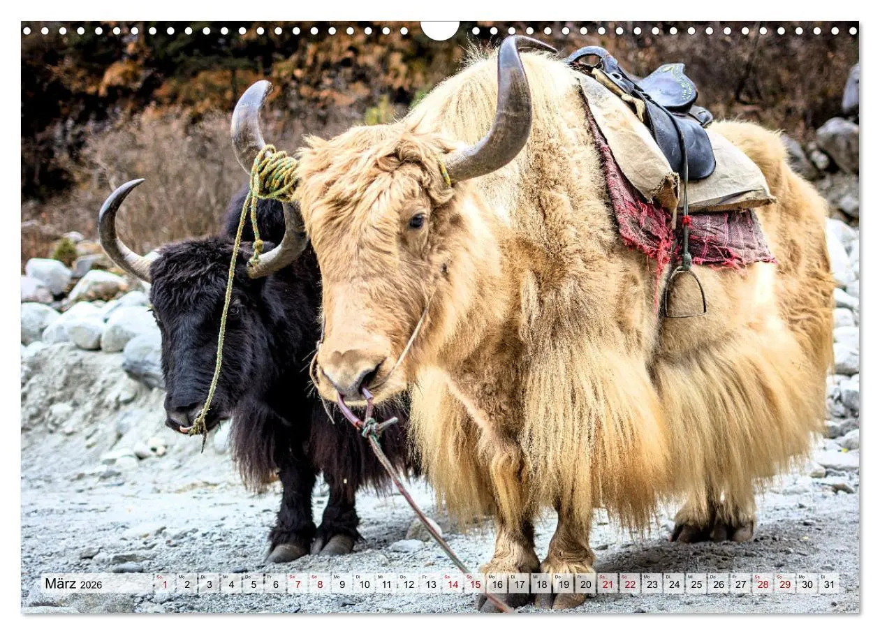 Bild: 9783457560877 | Yaks - auf steinigen Pfaden (Wandkalender 2026 DIN A3 quer),...