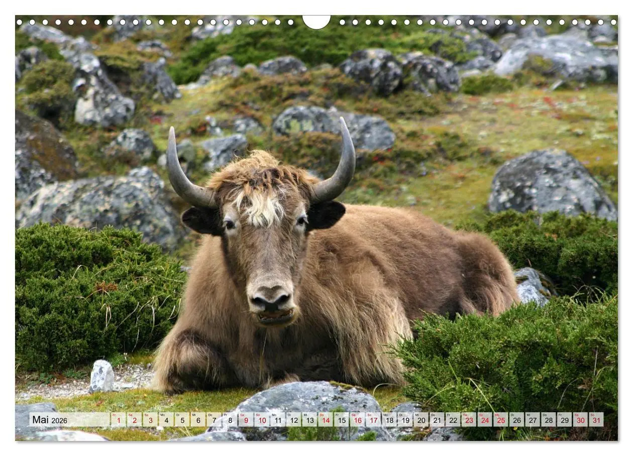 Bild: 9783457560877 | Yaks - auf steinigen Pfaden (Wandkalender 2026 DIN A3 quer),...