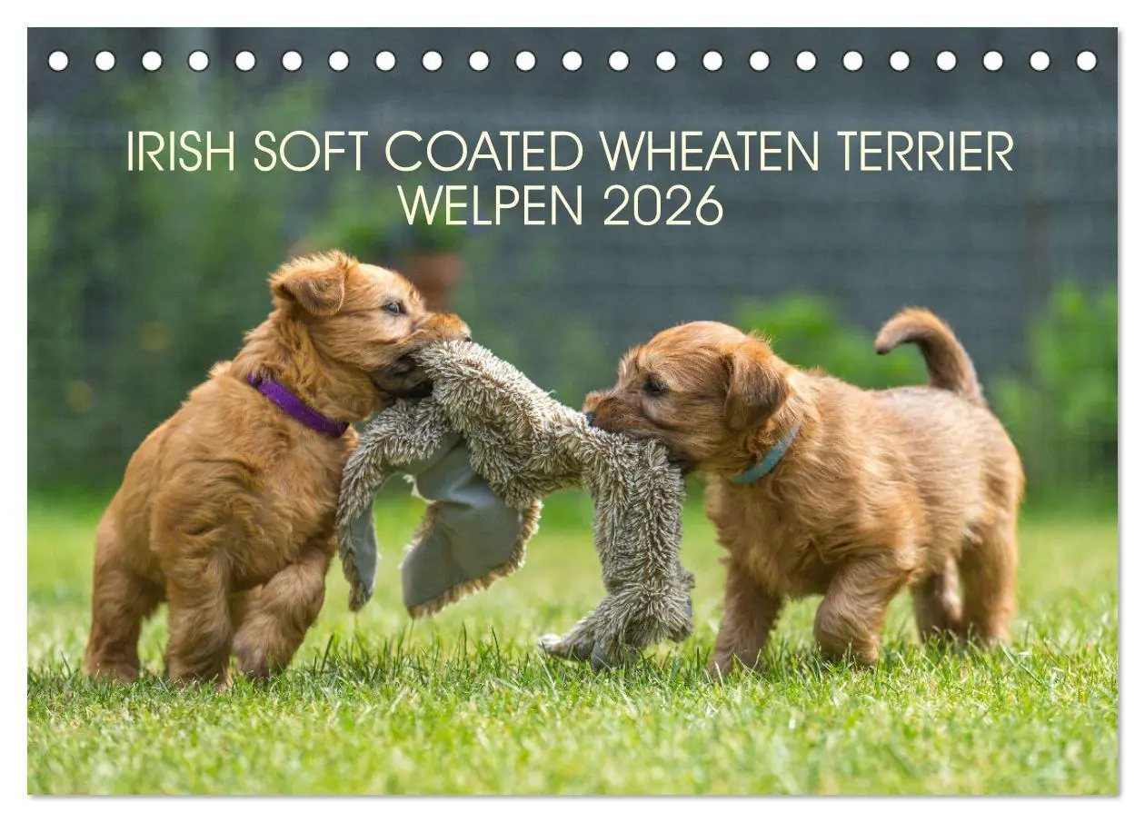 Cover: 9783457630877 | IRISH SOFT COATED WHEATEN TERRIER WELPEN 2026 (Tischkalender 2026...