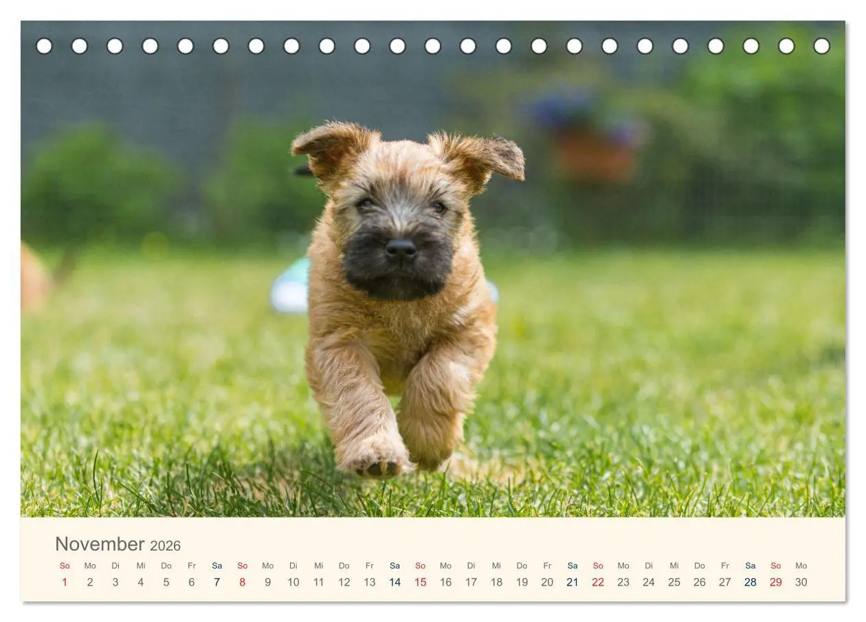 Bild: 9783457630877 | IRISH SOFT COATED WHEATEN TERRIER WELPEN 2026 (Tischkalender 2026...