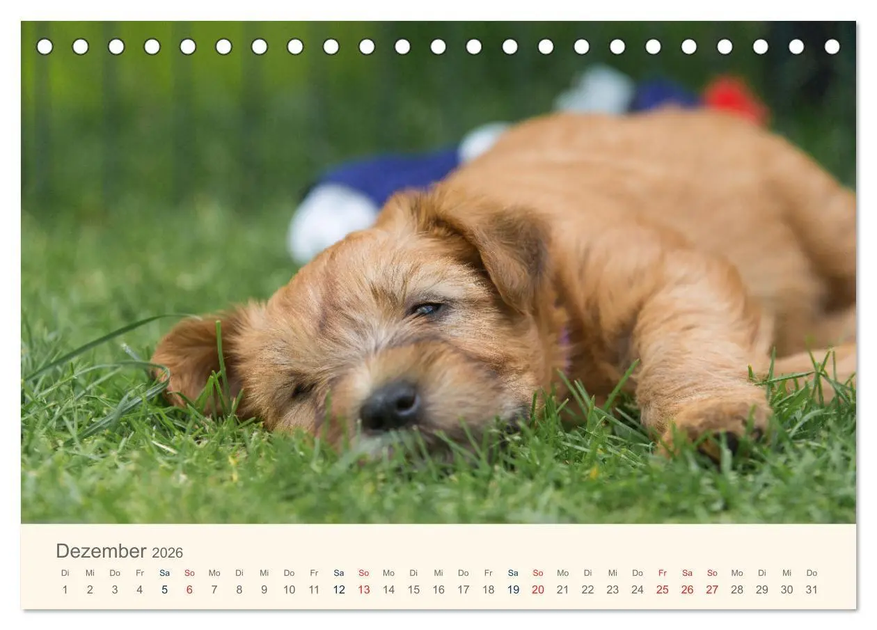 Bild: 9783457630877 | IRISH SOFT COATED WHEATEN TERRIER WELPEN 2026 (Tischkalender 2026...
