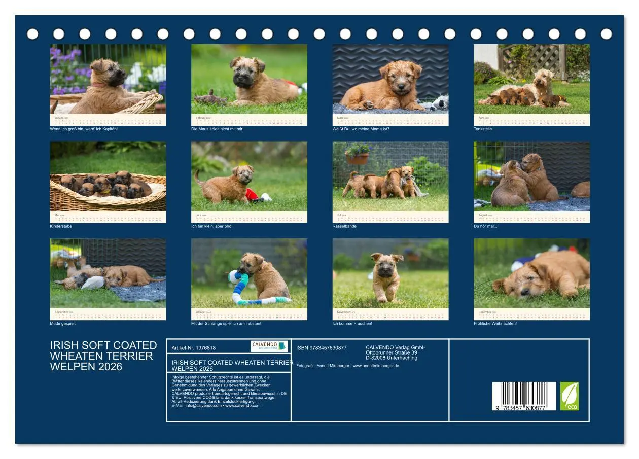 Bild: 9783457630877 | IRISH SOFT COATED WHEATEN TERRIER WELPEN 2026 (Tischkalender 2026...