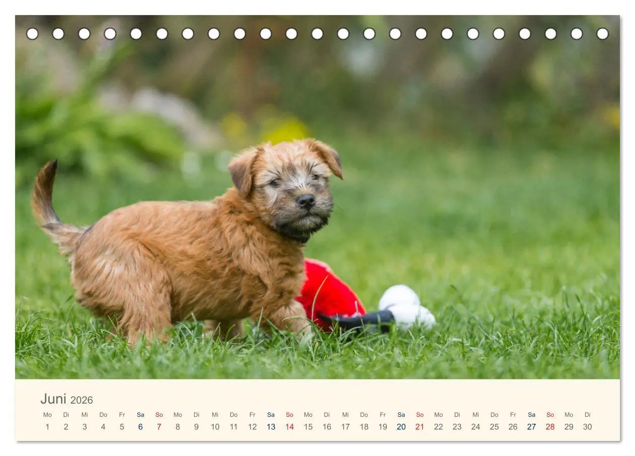 Bild: 9783457630877 | IRISH SOFT COATED WHEATEN TERRIER WELPEN 2026 (Tischkalender 2026...