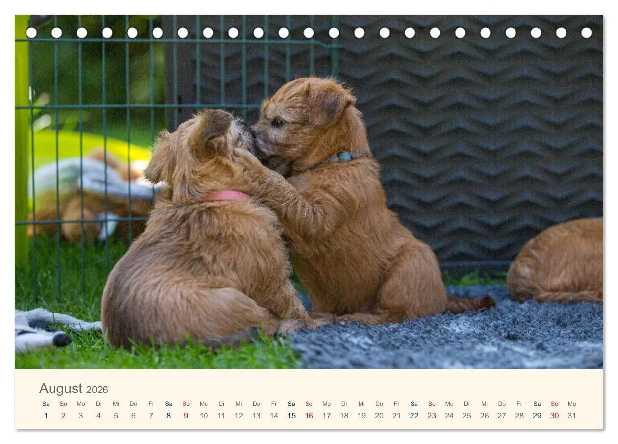 Bild: 9783457630877 | IRISH SOFT COATED WHEATEN TERRIER WELPEN 2026 (Tischkalender 2026...