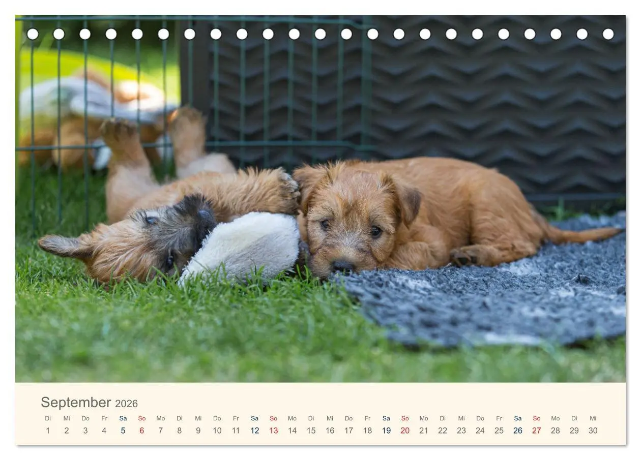 Bild: 9783457630877 | IRISH SOFT COATED WHEATEN TERRIER WELPEN 2026 (Tischkalender 2026...