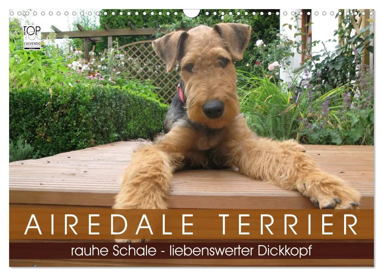 Cover: 9783516100877 | Airedale Terrier (Wandkalender 2026 DIN A3 quer), CALVENDO...