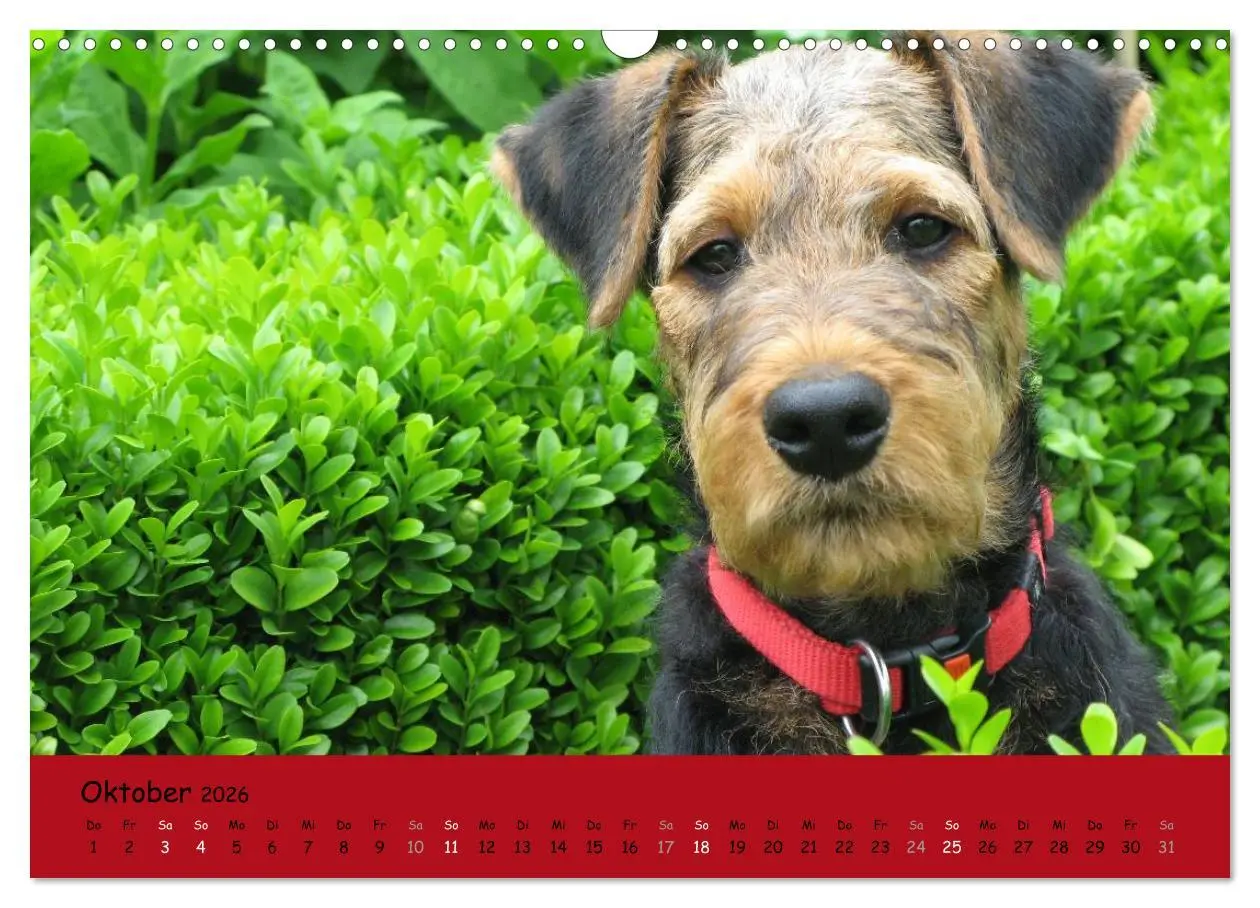 Bild: 9783516100877 | Airedale Terrier (Wandkalender 2026 DIN A3 quer), CALVENDO...