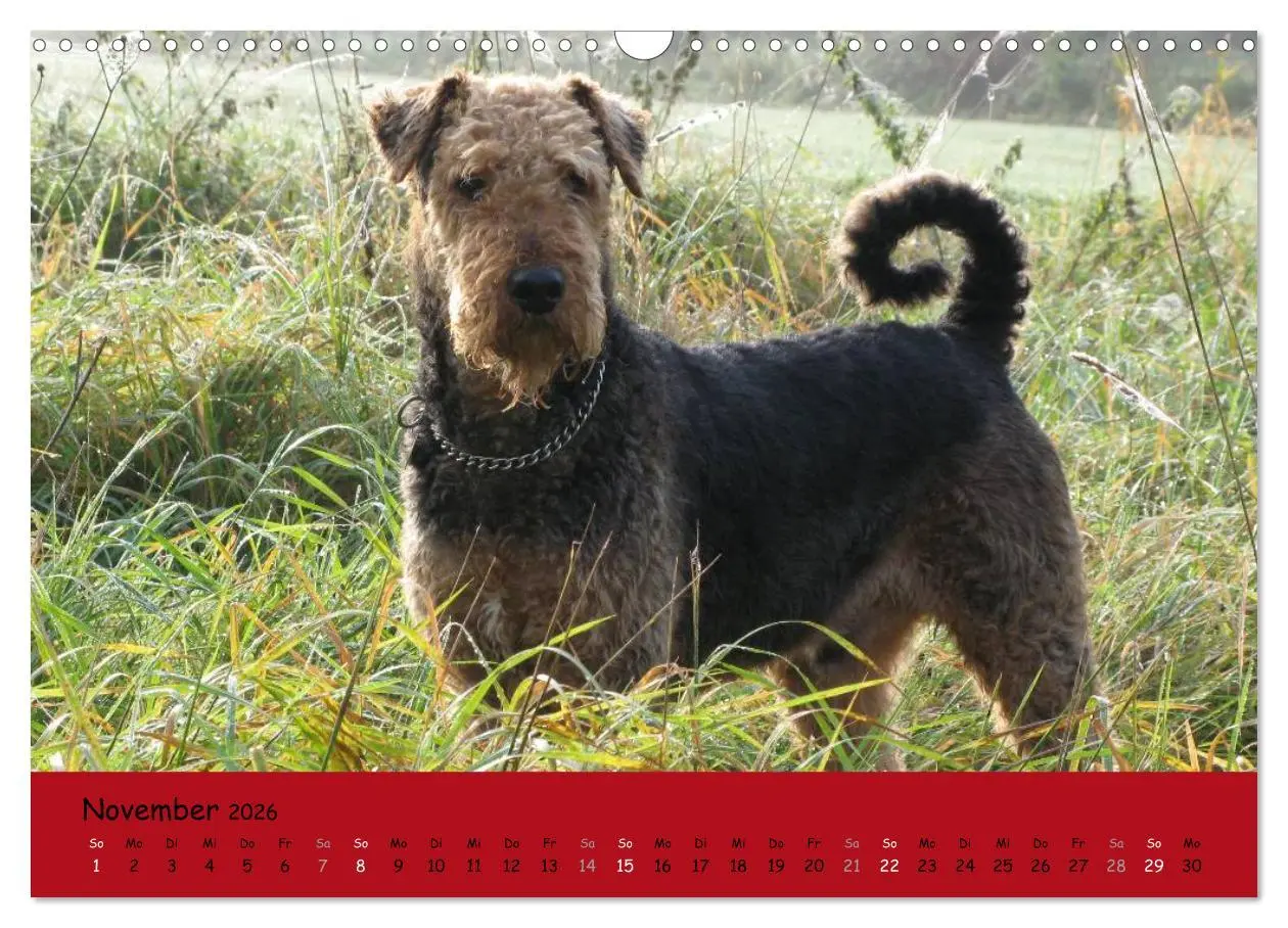 Bild: 9783516100877 | Airedale Terrier (Wandkalender 2026 DIN A3 quer), CALVENDO...
