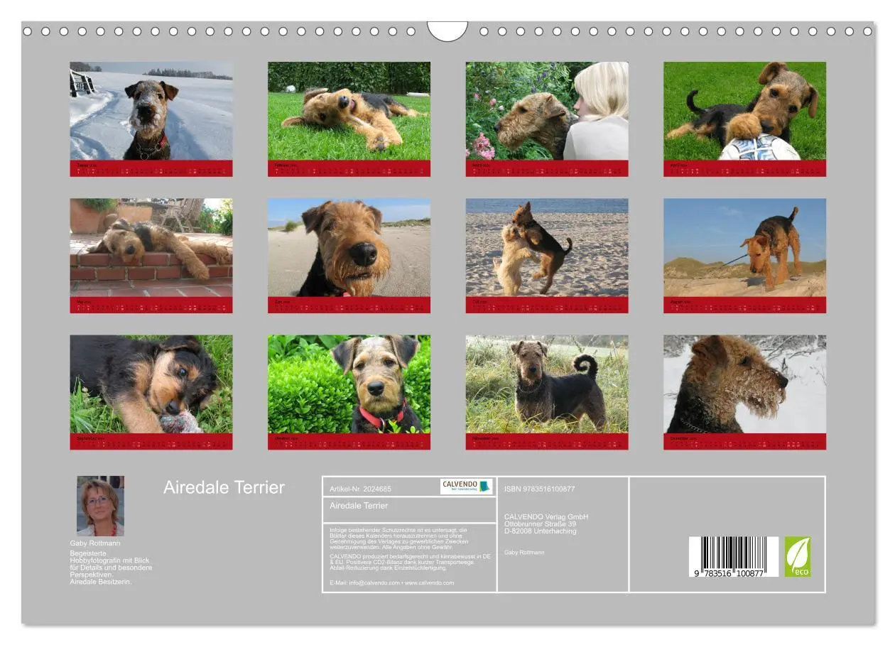 Bild: 9783516100877 | Airedale Terrier (Wandkalender 2026 DIN A3 quer), CALVENDO...