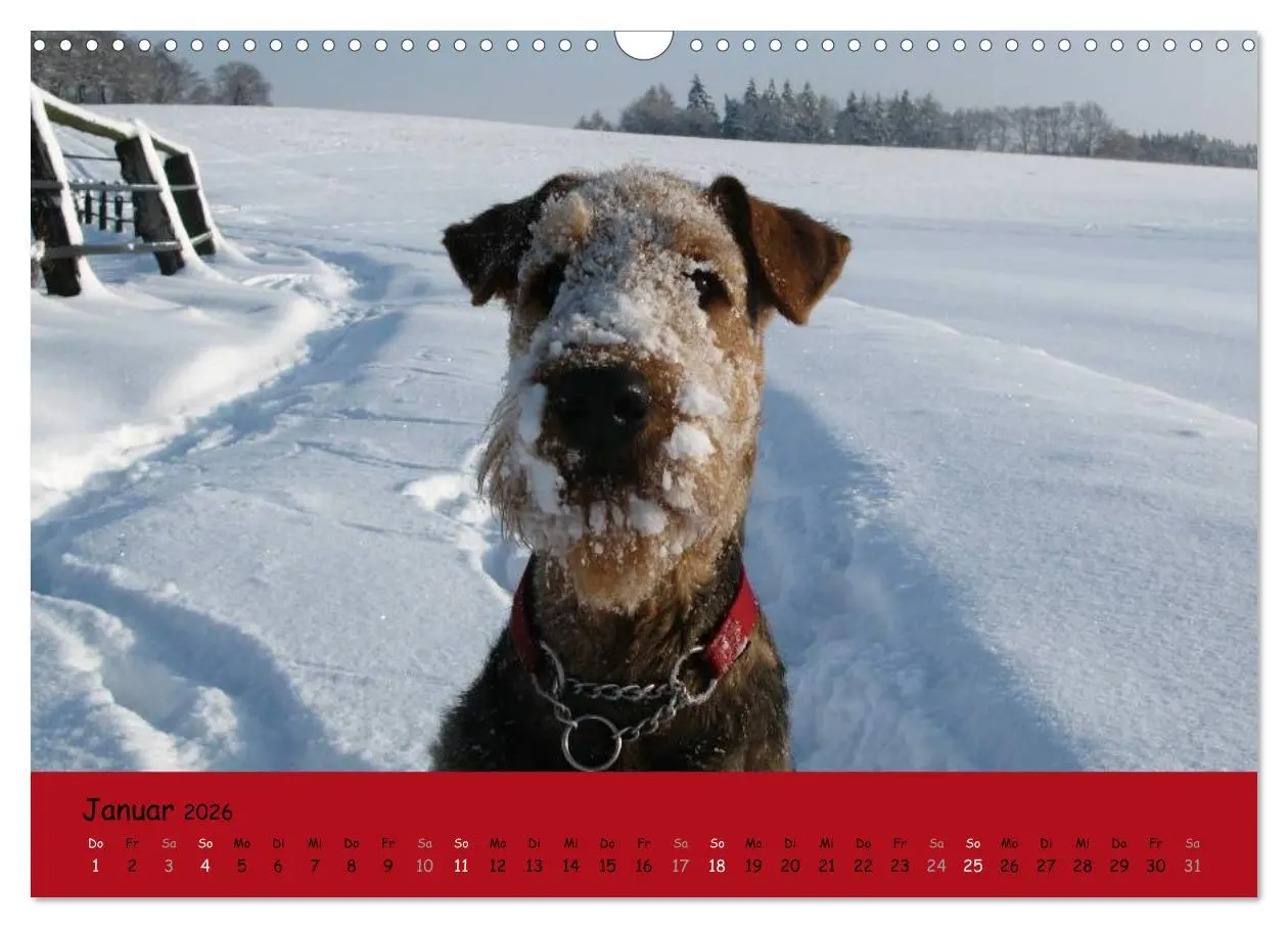 Bild: 9783516100877 | Airedale Terrier (Wandkalender 2026 DIN A3 quer), CALVENDO...