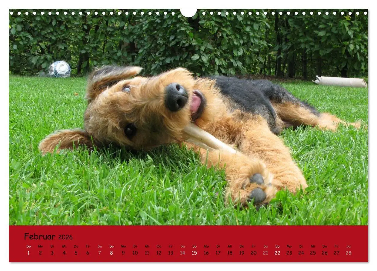 Bild: 9783516100877 | Airedale Terrier (Wandkalender 2026 DIN A3 quer), CALVENDO...