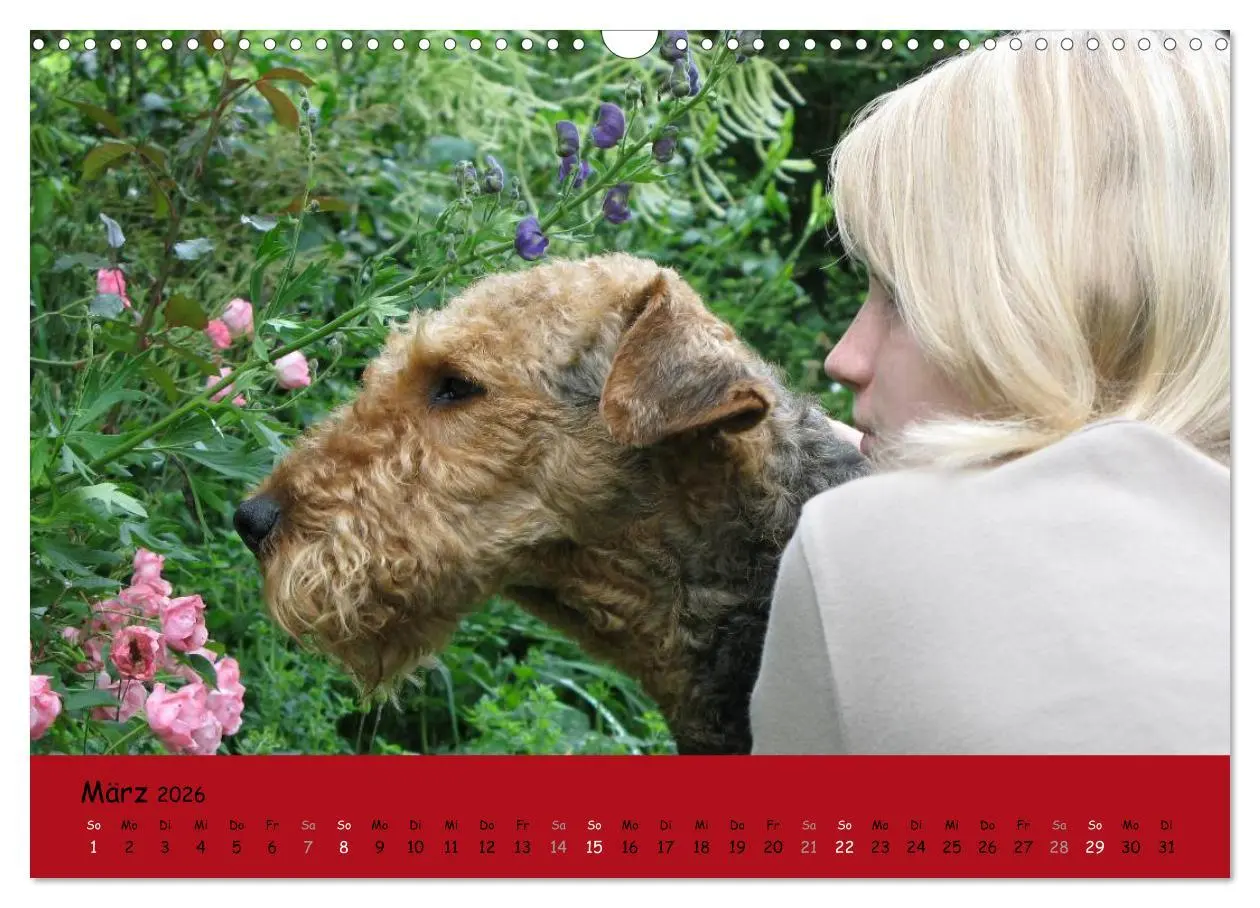 Bild: 9783516100877 | Airedale Terrier (Wandkalender 2026 DIN A3 quer), CALVENDO...