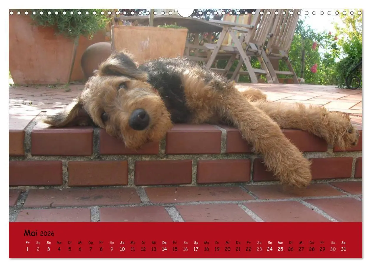 Bild: 9783516100877 | Airedale Terrier (Wandkalender 2026 DIN A3 quer), CALVENDO...