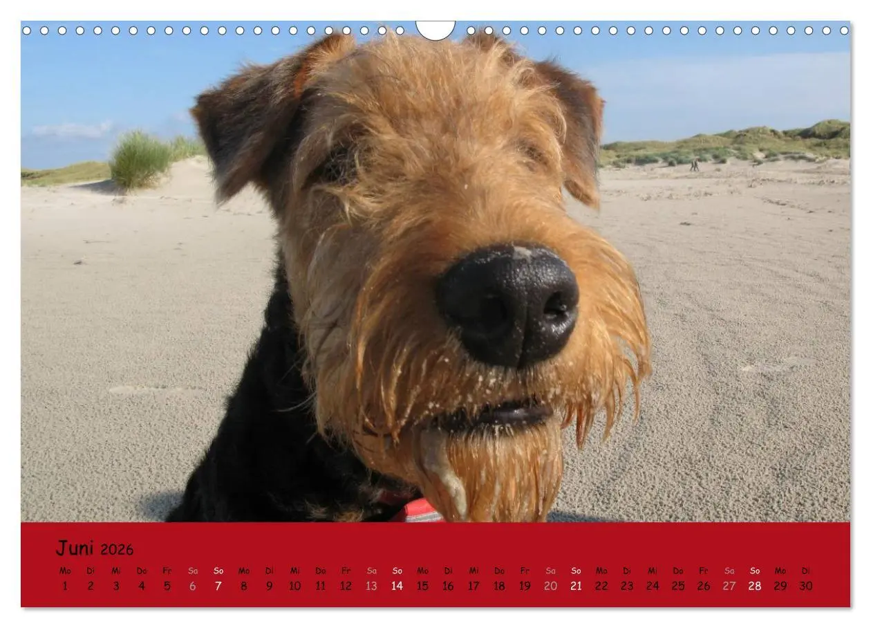 Bild: 9783516100877 | Airedale Terrier (Wandkalender 2026 DIN A3 quer), CALVENDO...