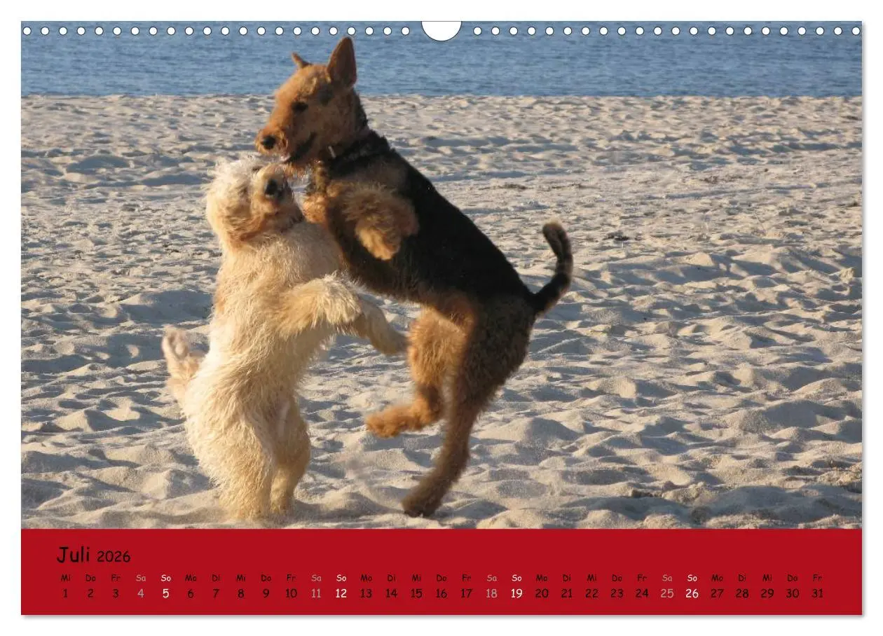 Bild: 9783516100877 | Airedale Terrier (Wandkalender 2026 DIN A3 quer), CALVENDO...