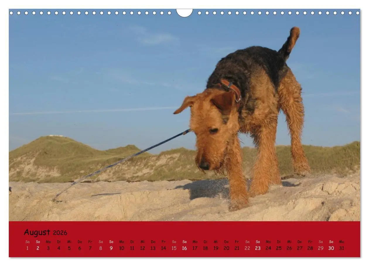 Bild: 9783516100877 | Airedale Terrier (Wandkalender 2026 DIN A3 quer), CALVENDO...