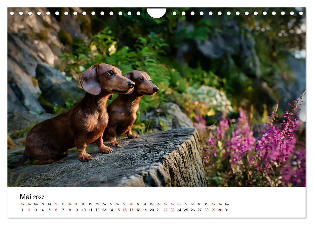 Bild: 9783516771077 | Herzensbrecher - Ein Jahr mit Dackeln (Wandkalender 2027 DIN A4...