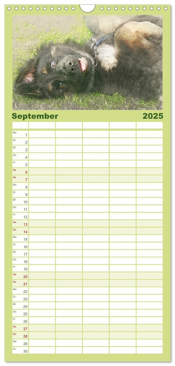 Bild: 9783457121177 | Familienplaner 2025 - Hundewelpen 2025 mit 5 Spalten (Wandkalender,...