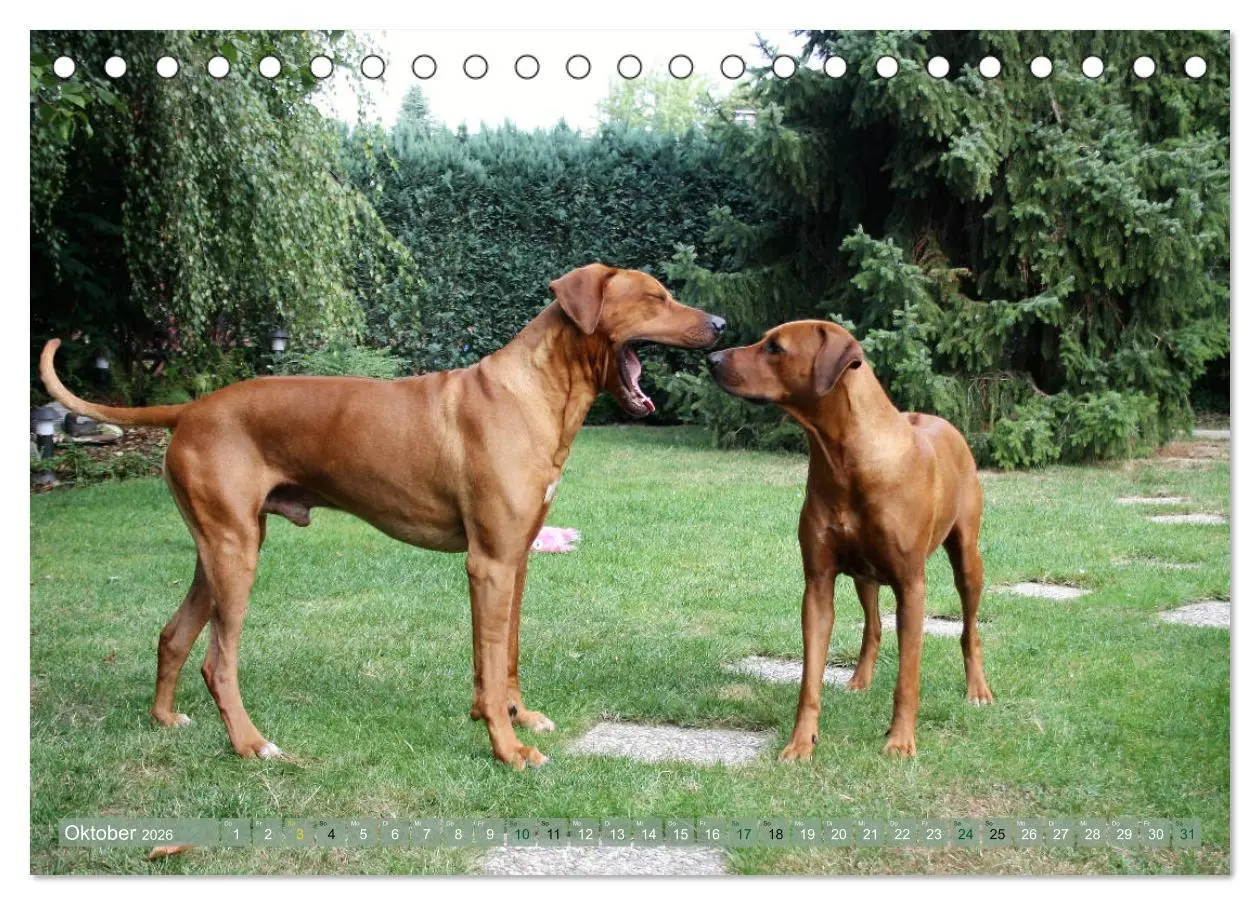 Bild: 9783457741177 | Rhodesian Ridgeback - Moments (Tischkalender 2026 DIN A5 quer),...