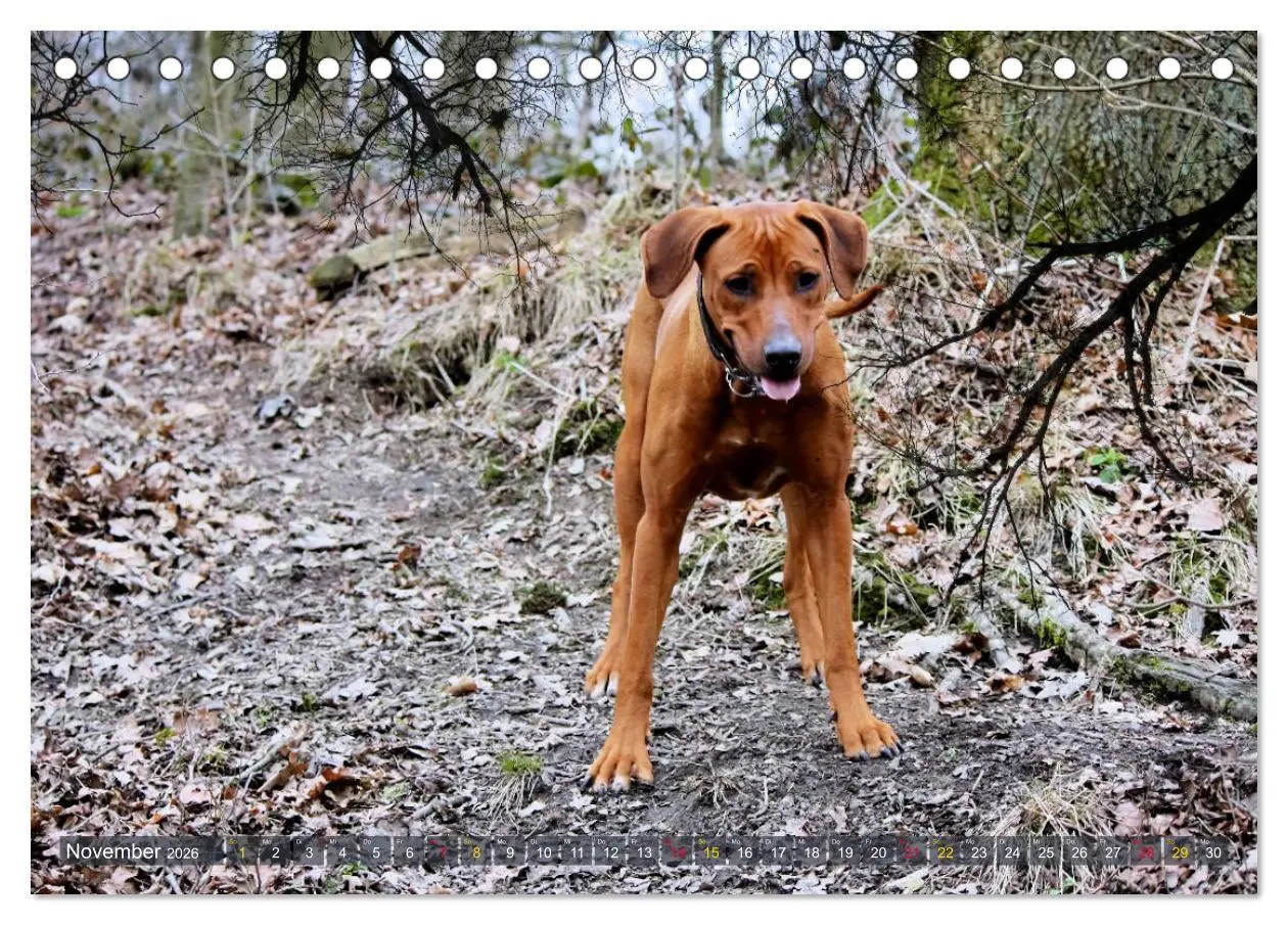 Bild: 9783457741177 | Rhodesian Ridgeback - Moments (Tischkalender 2026 DIN A5 quer),...