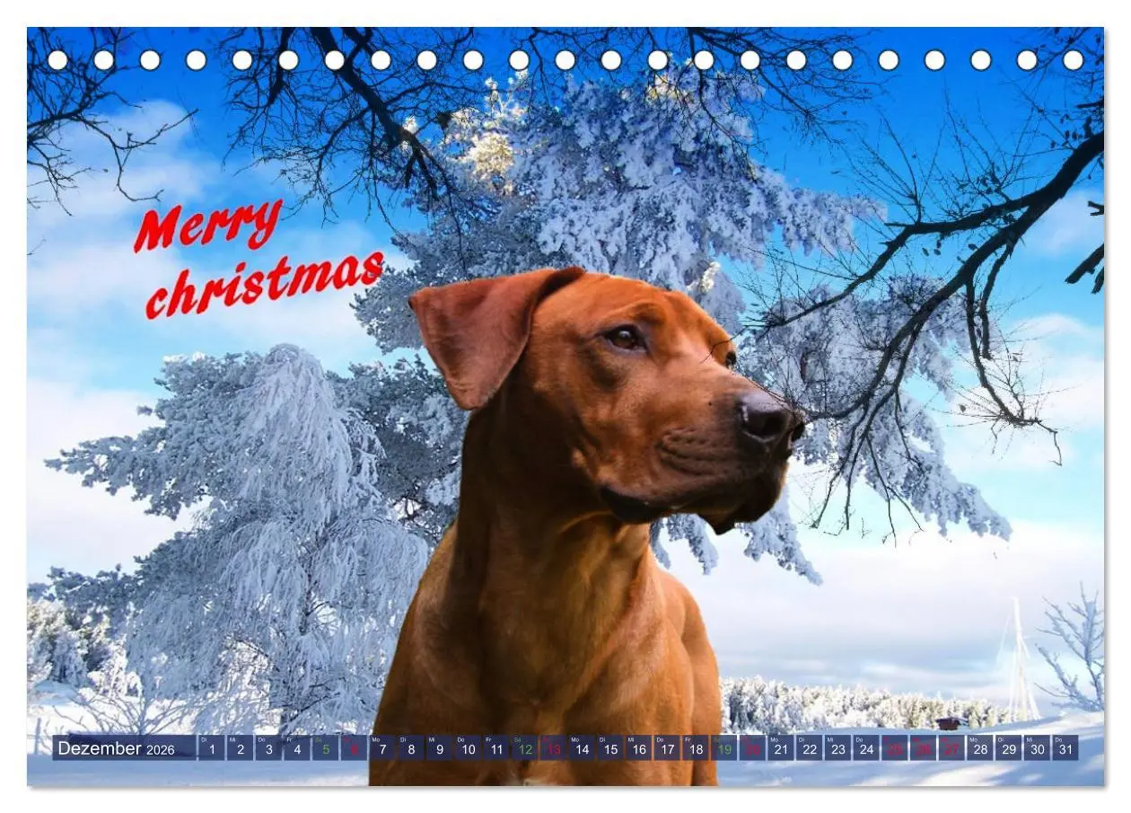 Bild: 9783457741177 | Rhodesian Ridgeback - Moments (Tischkalender 2026 DIN A5 quer),...