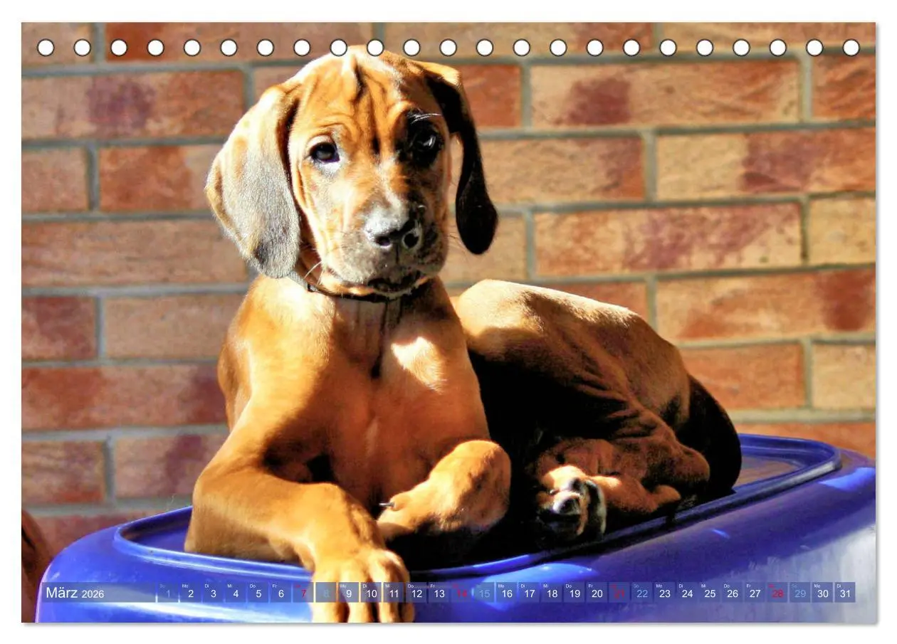 Bild: 9783457741177 | Rhodesian Ridgeback - Moments (Tischkalender 2026 DIN A5 quer),...