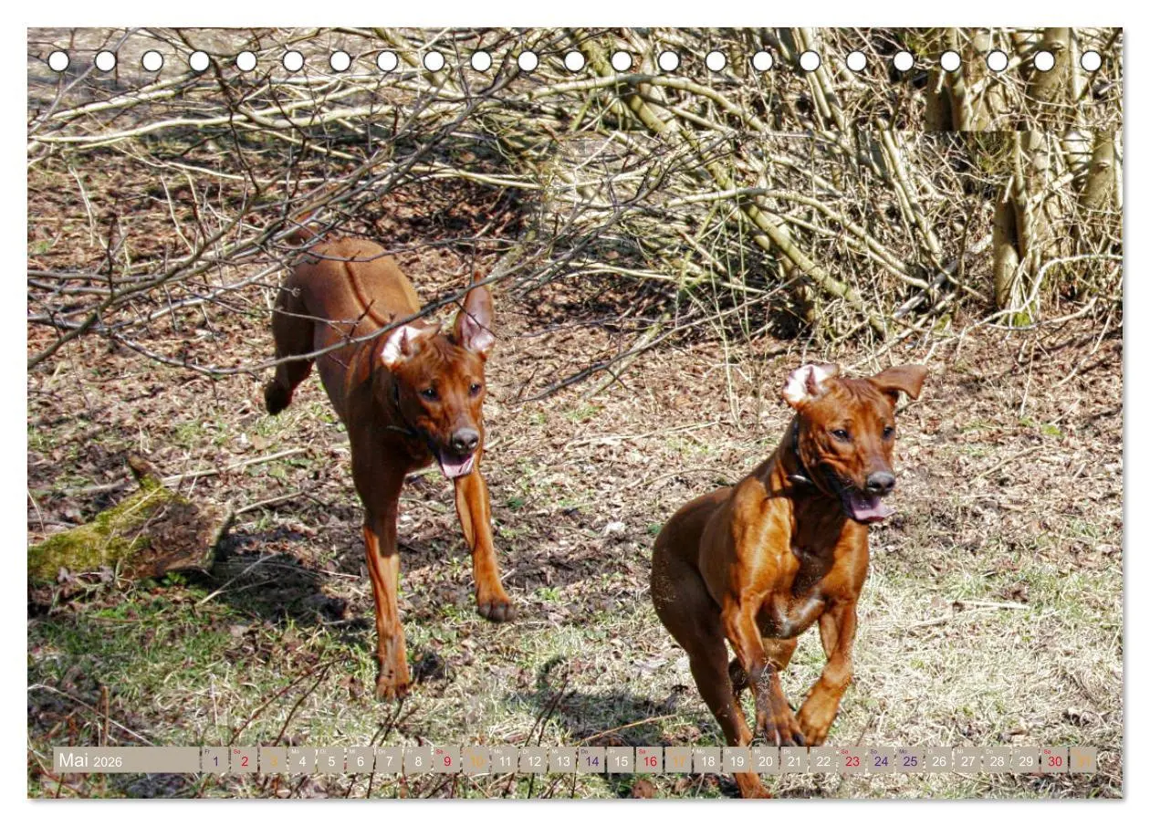 Bild: 9783457741177 | Rhodesian Ridgeback - Moments (Tischkalender 2026 DIN A5 quer),...