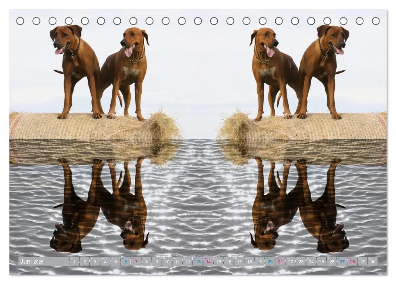 Bild: 9783457741177 | Rhodesian Ridgeback - Moments (Tischkalender 2026 DIN A5 quer),...