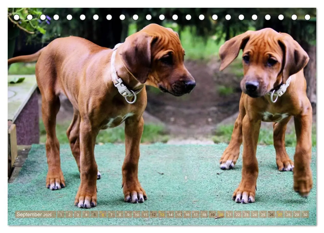 Bild: 9783457741177 | Rhodesian Ridgeback - Moments (Tischkalender 2026 DIN A5 quer),...