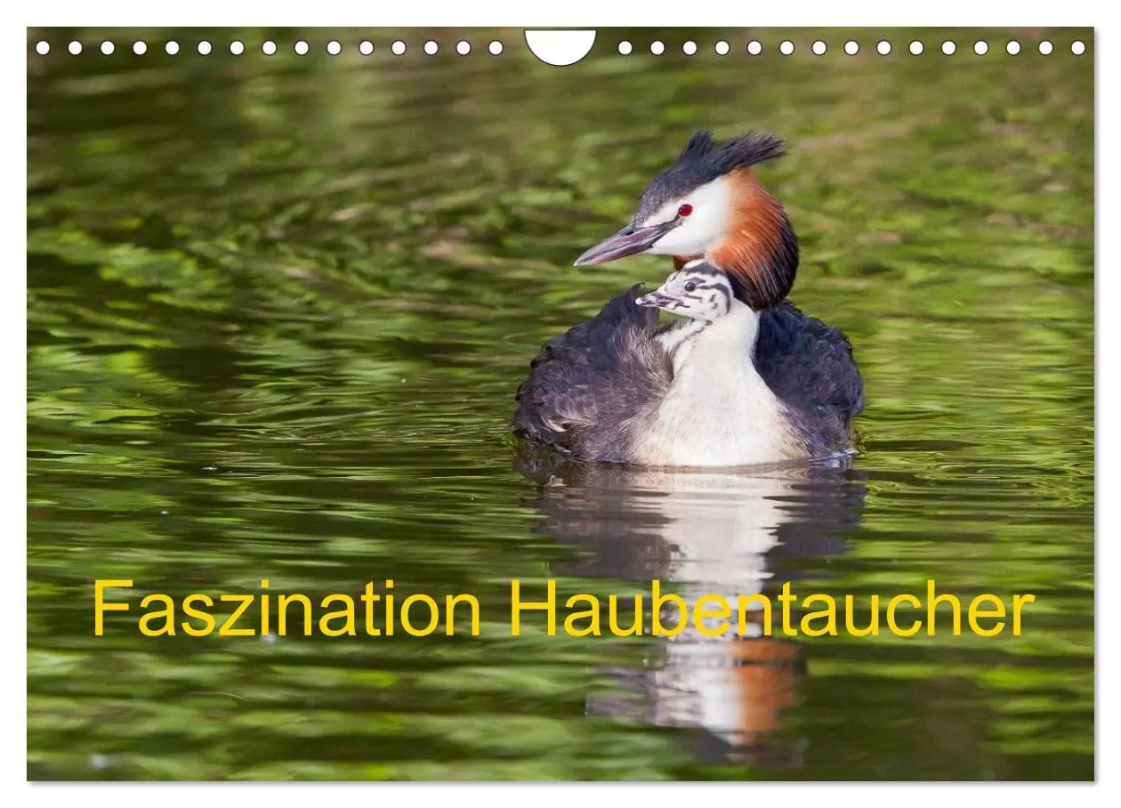 Cover: 9783457951477 | Faszination Haubentaucher (Wandkalender 2026 DIN A4 quer), CALVENDO...