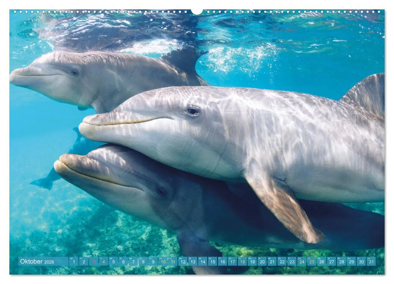 Bild: 9783457491577 | Delfine: Elegante Wellenreiter (Wandkalender 2026 DIN A2 quer),...