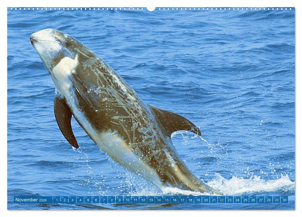 Bild: 9783457491577 | Delfine: Elegante Wellenreiter (Wandkalender 2026 DIN A2 quer),...