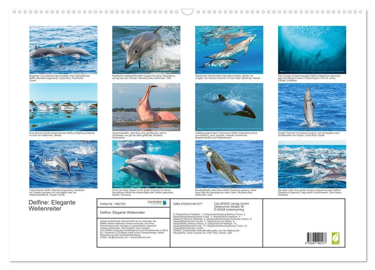 Bild: 9783457491577 | Delfine: Elegante Wellenreiter (Wandkalender 2026 DIN A2 quer),...