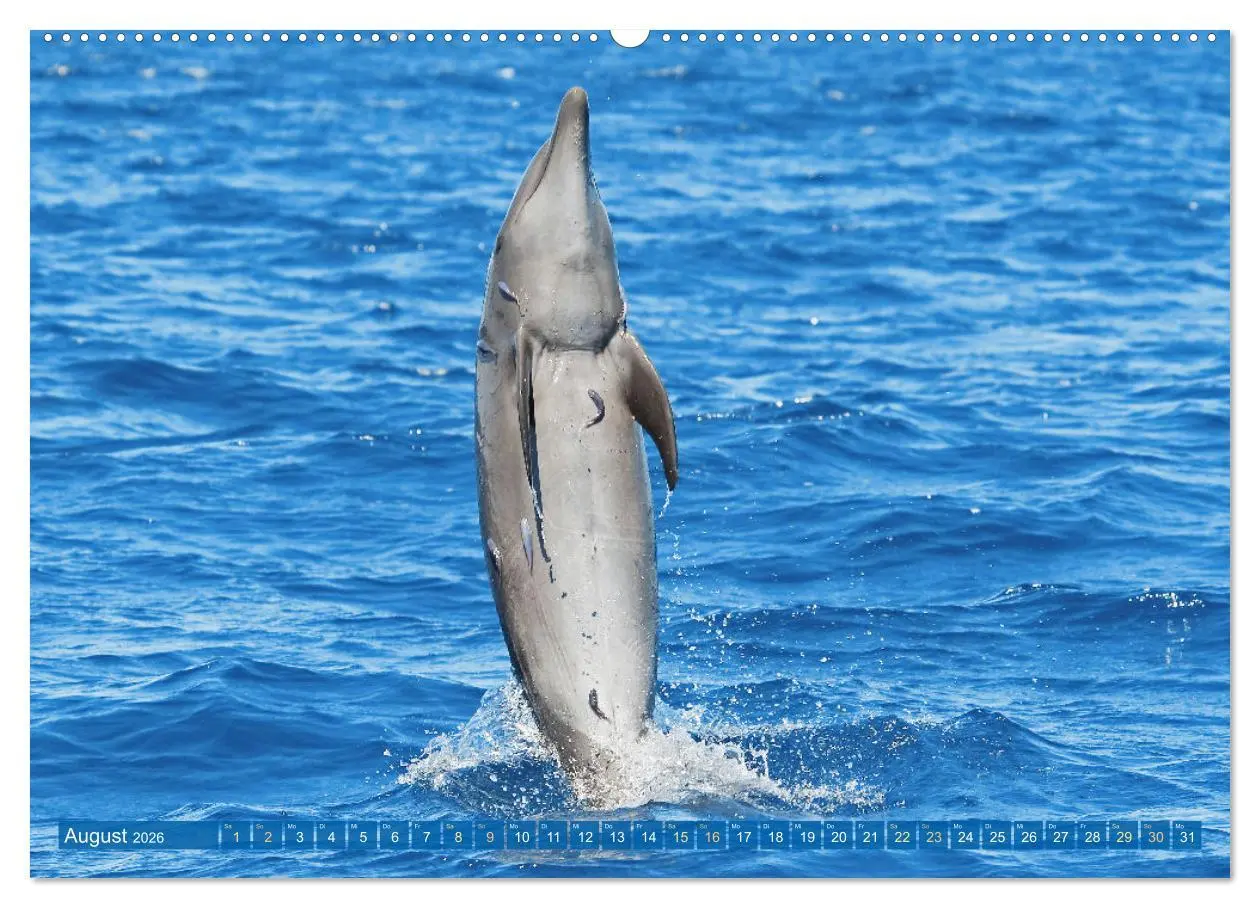Bild: 9783457491577 | Delfine: Elegante Wellenreiter (Wandkalender 2026 DIN A2 quer),...
