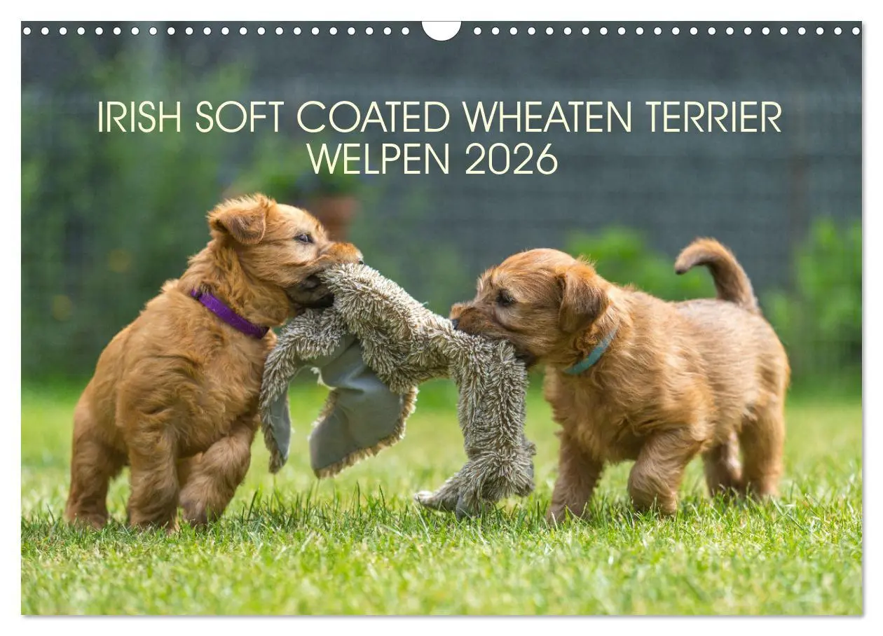 Cover: 9783457631577 | IRISH SOFT COATED WHEATEN TERRIER WELPEN 2026 (Wandkalender 2026...
