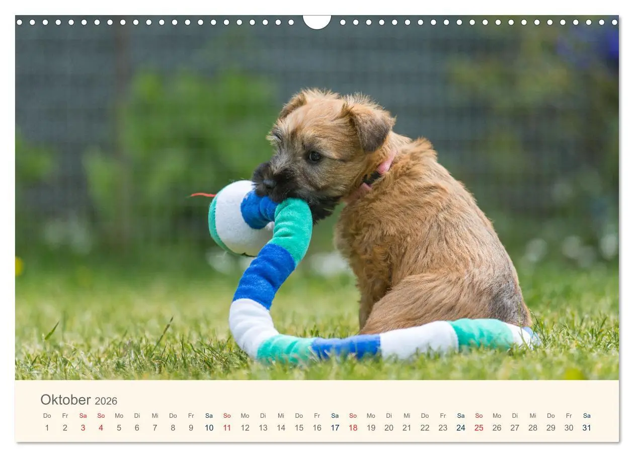 Bild: 9783457631577 | IRISH SOFT COATED WHEATEN TERRIER WELPEN 2026 (Wandkalender 2026...