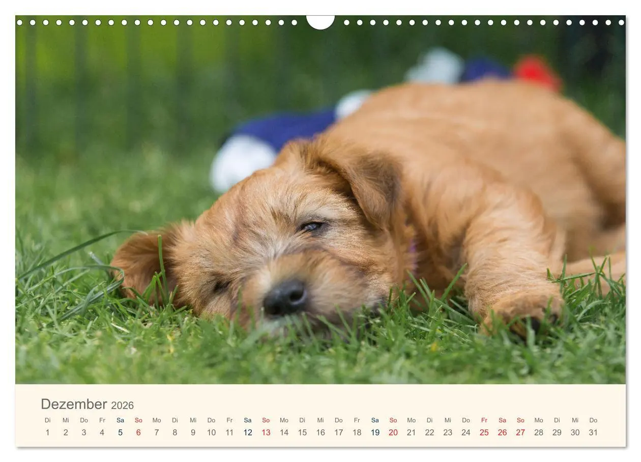 Bild: 9783457631577 | IRISH SOFT COATED WHEATEN TERRIER WELPEN 2026 (Wandkalender 2026...