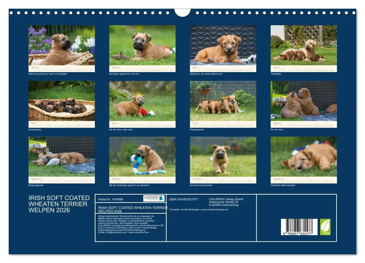 Bild: 9783457631577 | IRISH SOFT COATED WHEATEN TERRIER WELPEN 2026 (Wandkalender 2026...