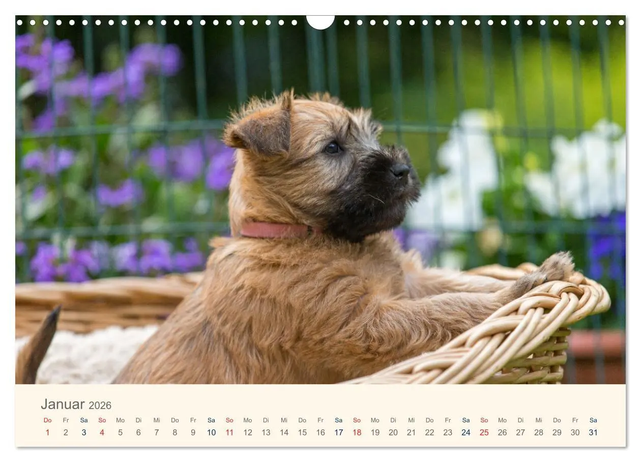 Bild: 9783457631577 | IRISH SOFT COATED WHEATEN TERRIER WELPEN 2026 (Wandkalender 2026...