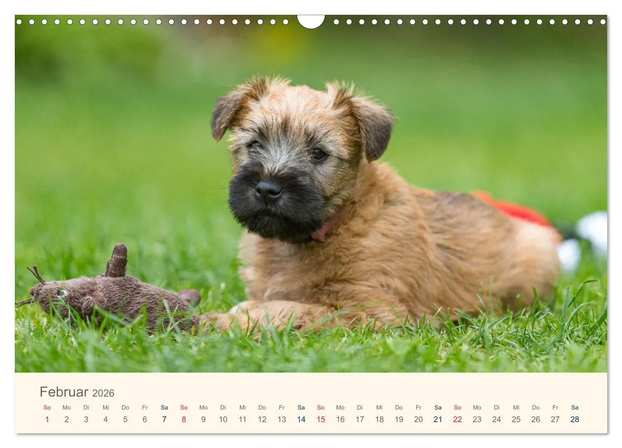 Bild: 9783457631577 | IRISH SOFT COATED WHEATEN TERRIER WELPEN 2026 (Wandkalender 2026...