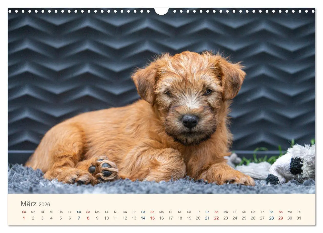 Bild: 9783457631577 | IRISH SOFT COATED WHEATEN TERRIER WELPEN 2026 (Wandkalender 2026...